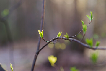 Spring branch with growing leaves