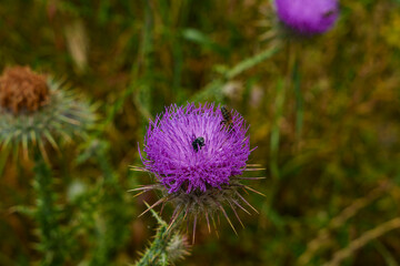 A bee pollinating a purple flower in a field of creeping thistle