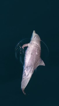 Vertical slow motion drone footage of bottlenose dolphin playing in the clear ocean water, Australia