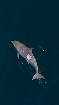 Slow motion drone vertical shot of a bottlenose dolphin playing in the clear ocean water, Australia