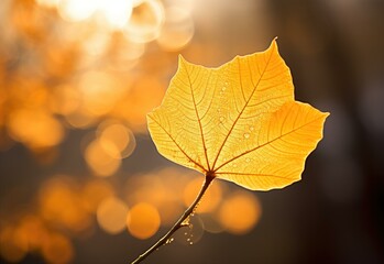 A yellow leaf is shown in the sun with blurred background. AI. - Powered by Adobe