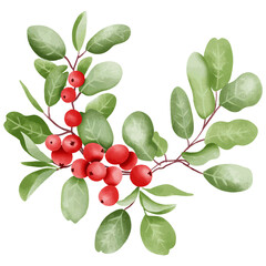 Watercolor illustration of mistletoe branch with berries and leaves.