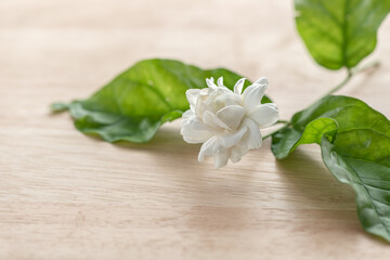 Beautiful Jasmine flower on the table