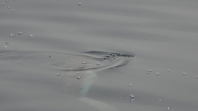 sun fish mola mola near sea surface eating velella velella slow motion