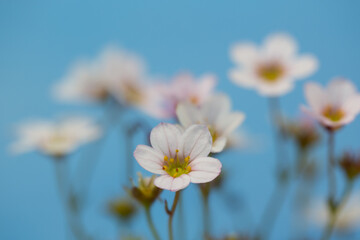 Closeup of flowers of Saxifraga × arendsii 'Lofty White' against a sky blue background