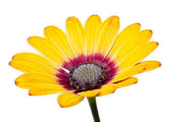 Closeup of colourful yellow African Daisy (Osteospermum) flower iso;ated against a white background