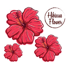 beautiful hibiscus flower hand drawn © padmasanjaya