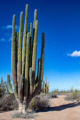 Huge saguaro cactus within the Saguaro Forest