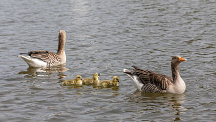 Graugans Familie