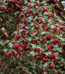 Hawthorn berry tree in Helsinki © Cavan