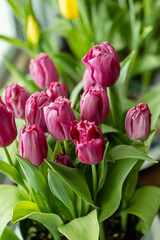 Vertical image of pink tulips in bloom