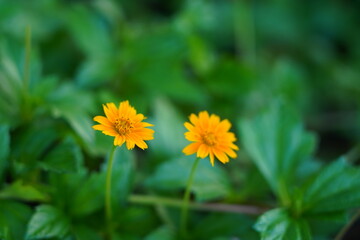 Two yellow flowers can brighten up any room or garden! Yellow often symbolizes happiness,...