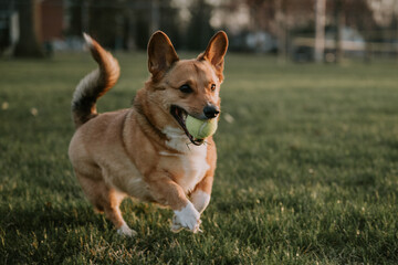 Corgi with Tail Running With Tennis Ball