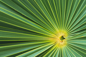 Obraz premium Palm leaf close up geometric photo