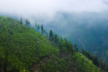 Fototapeta na wymiar Moody Dusk Scene of Rounded Mountain and Evergreen Trees