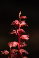 Vibrant Red Flower with Long Stem on dark background