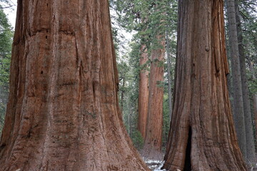 Giant Sequoias at Calaveras Big Trees State Park in winter