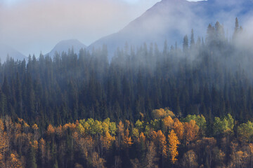 Autumn Serenity: Foggy Forest and Mountain Landscape
