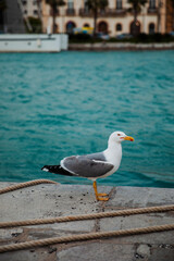 Seagull standing by the sea in a port on the French coast