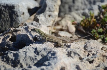 A lizard is on a rock