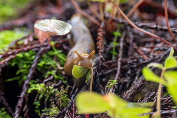 Banana slug in the wild in national forest