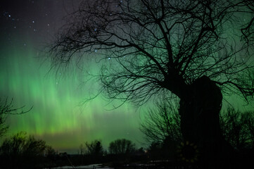 Silhouette of willow tree at night with northern lights in Michigan