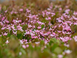 Obraz premium A vibrant sea of pink blossoms nestled among green leaves.