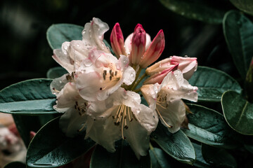 rhododendron flowers with dewdrops, early spring © Cavan