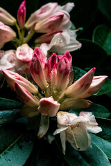 rhododendron flower with dewdrops, early spring