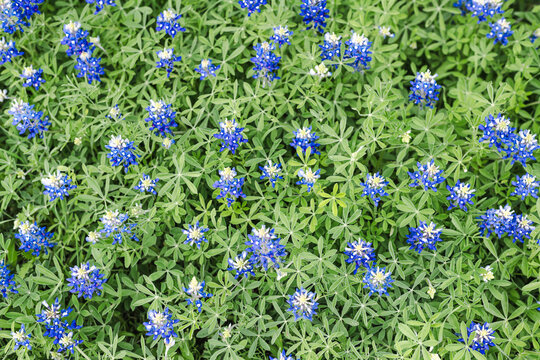 A carpet of bluebonnets blossoms under the spring sun