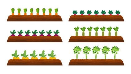 Harvesting and gardening. Reaping crop concept. Fresh organic vegetable garden. Set vegetables plant growing underground carrot, onion, garlic, radish, beet, potatoes.