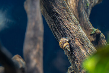 Ground snail Melania (Melanoides) on a snag in a freshwater aquarium. Close-up.