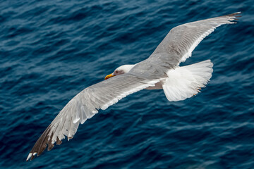 Seagull in flight over the sea in Greece.