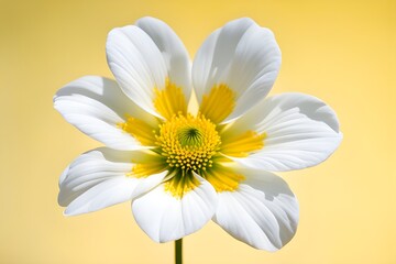 Naklejka premium white flower