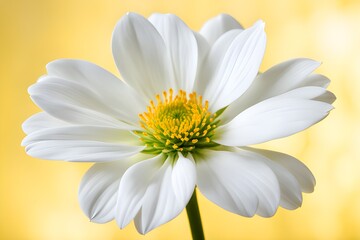 Fototapeta premium white flower
