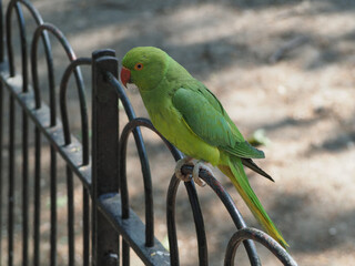 green parakeet parrot scient. name Psittacara holochlorus bird a
