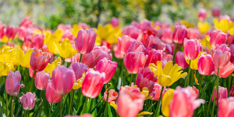 Spring Tulips Blossom