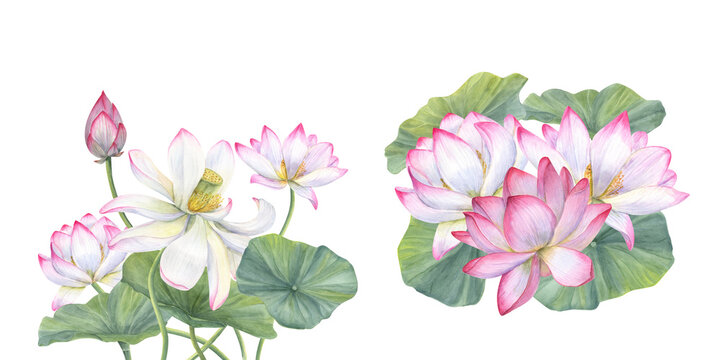 Whit pink lotus flowers. Set of compositions with Asian waterlilies. Watercolor illustration isolated on white background. Design for invitations, movie posters, fabrics, postcards
