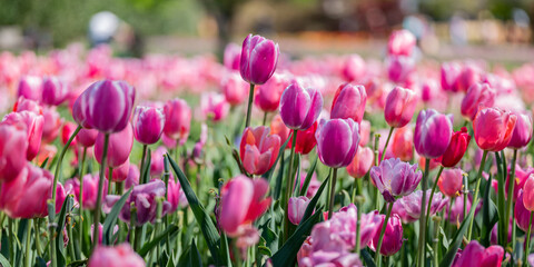 Spring Tulips Blossom