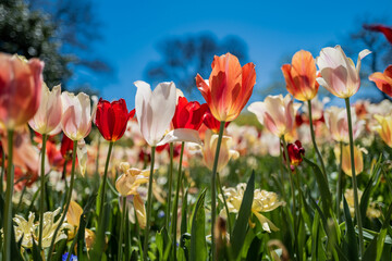 Fototapeta premium Spring Tulips Blossom