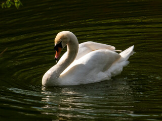 swan on the lake
