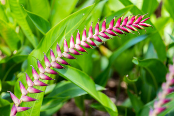 Bright Flowers Blossom Tropical Colorful