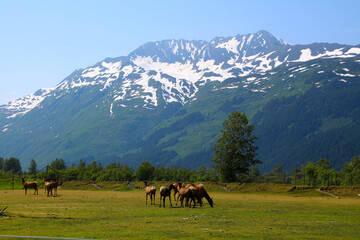 Fototapeta na wymiar Wapitis at the Alaska Wildlife Conservation Center