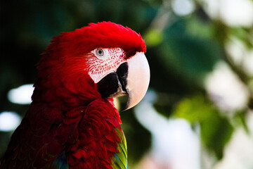 コンゴウインコ