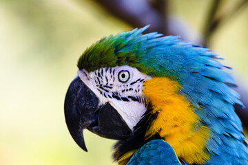 コンゴウインコ