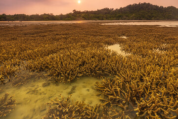Staghorn coral fields when the tide is low in Phuket province, Thailand.