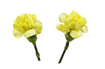 Set of yellow carnation flowers isolated on white or transparent background. Profile view.