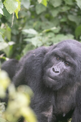 silverback Mountain Gorilla, Uganda