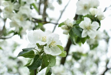 blooming white flowers of asian apple tree