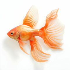 Fototapeta premium The goldfish on white background . Comet Goldfish Isolated on White Background